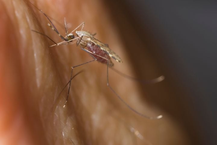Genetic clues to how malaria-carrying mosquitoes evade control identified