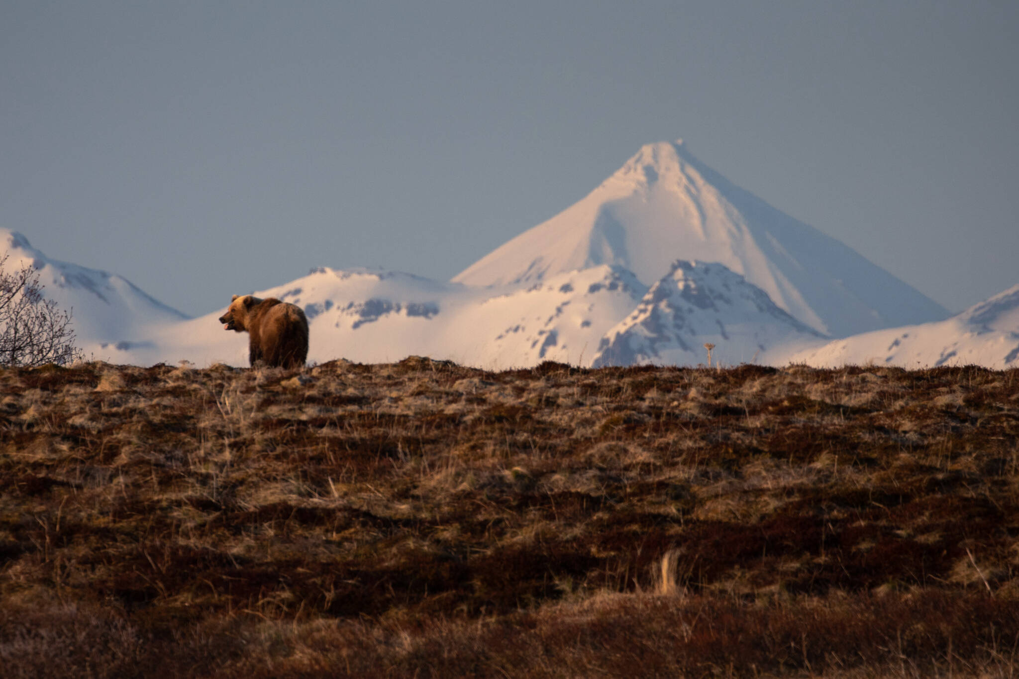 Trump nears deal for road through Alaskan wildlife refuge