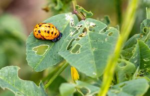 Ask Dr. Universe: Ladybugs undergo complete metamorphosis as they mature - Mon, 22 Sep 2025 PST