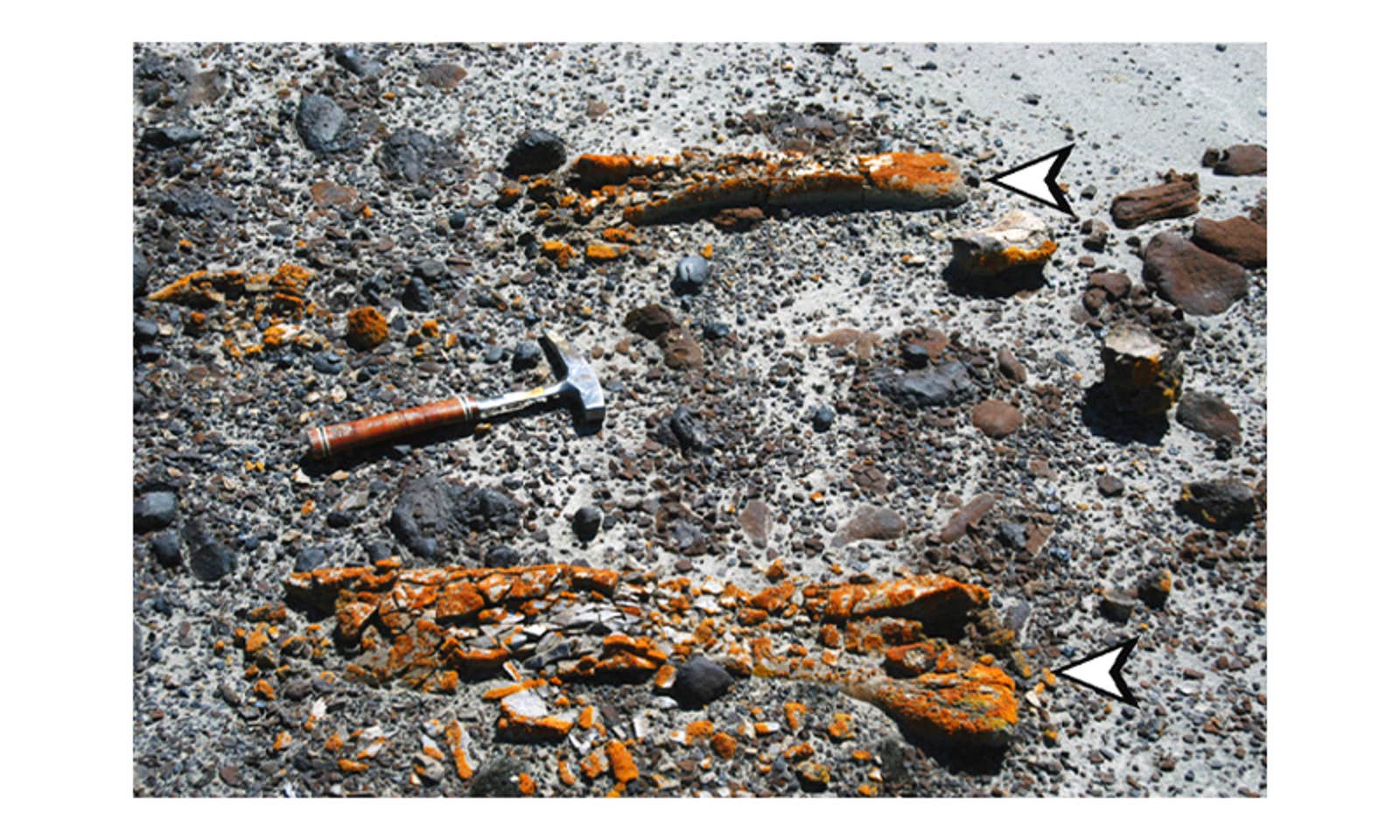 Can Lichen Light the Way to Dinosaur Finds?