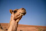 Camels and Llamas May Hold an Unexpected Key to Healing the Brain
