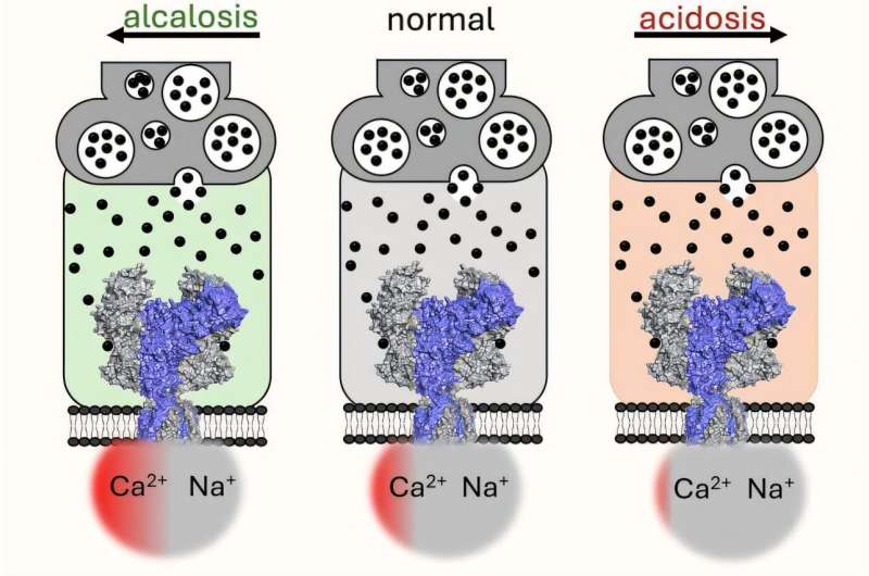 Textbook view of NMDA receptor calcium signals upended by new findings