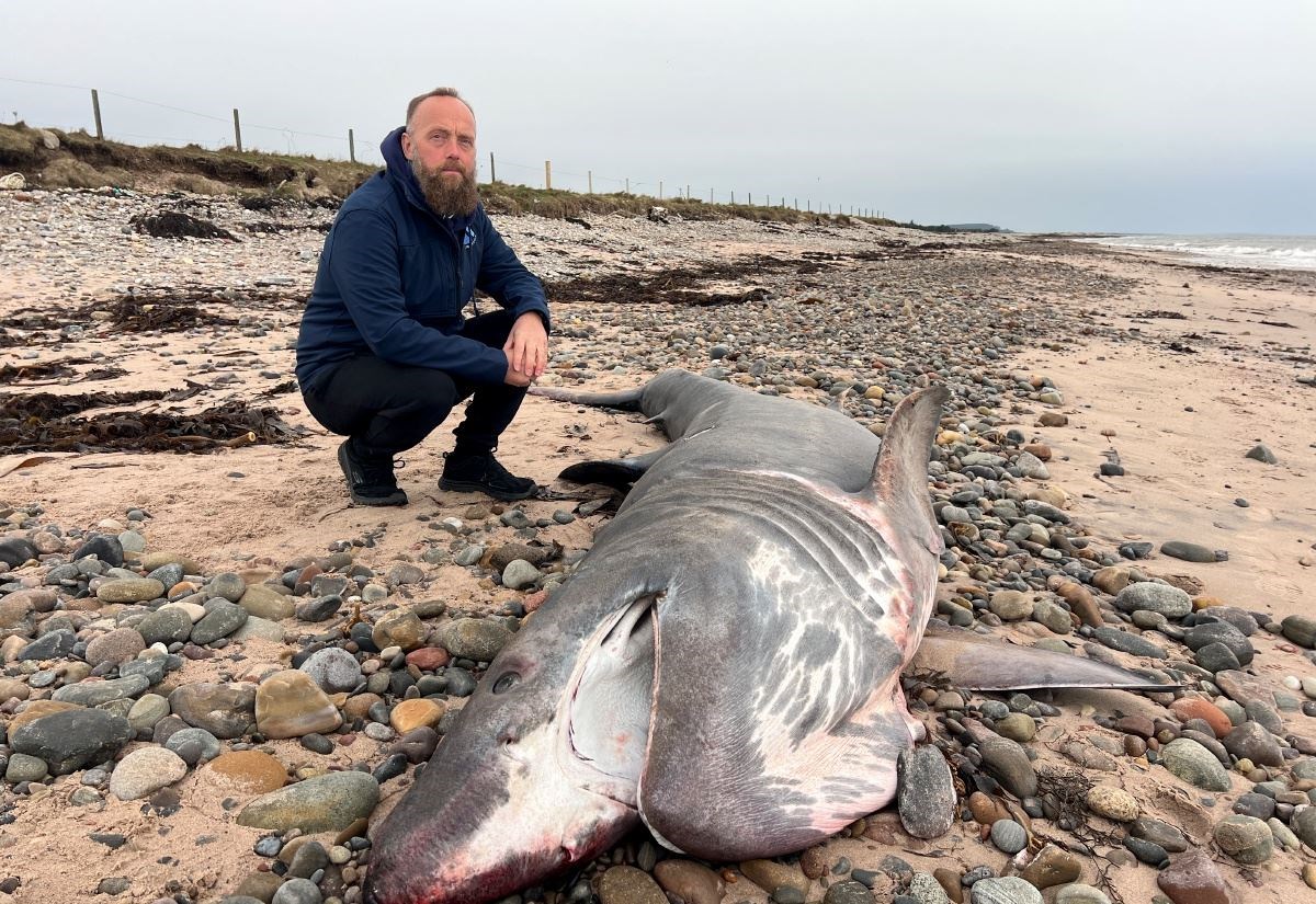 Large shark found dead on Moray beach had plastic in its stomach but cause of death remains unknown