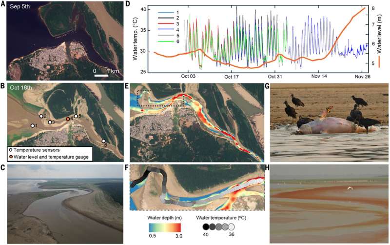 Water temperatures in Amazonian lakes rise to unprecedented levels, killing wildlife